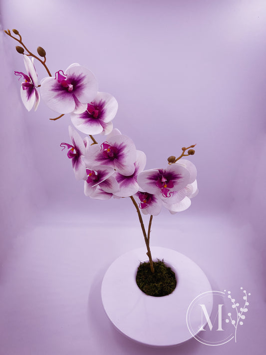 SINGLE ORCHIDS